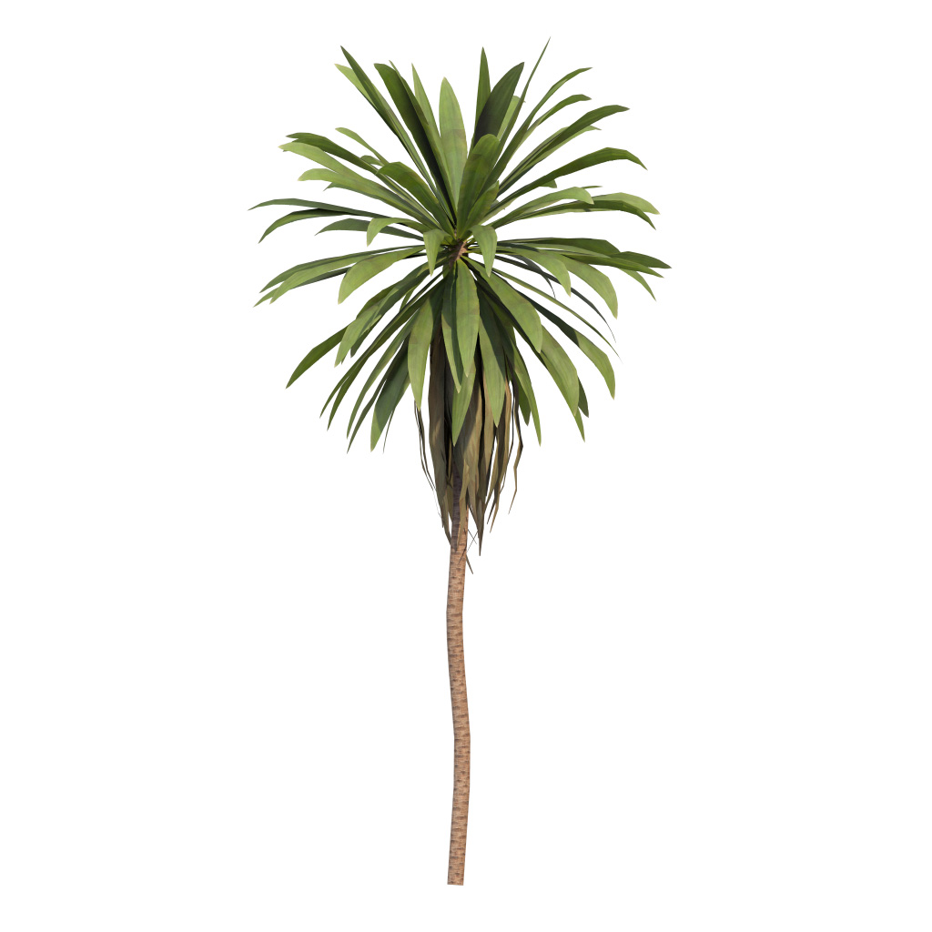 Cordyline petiolaris - Broad leaved palm lily